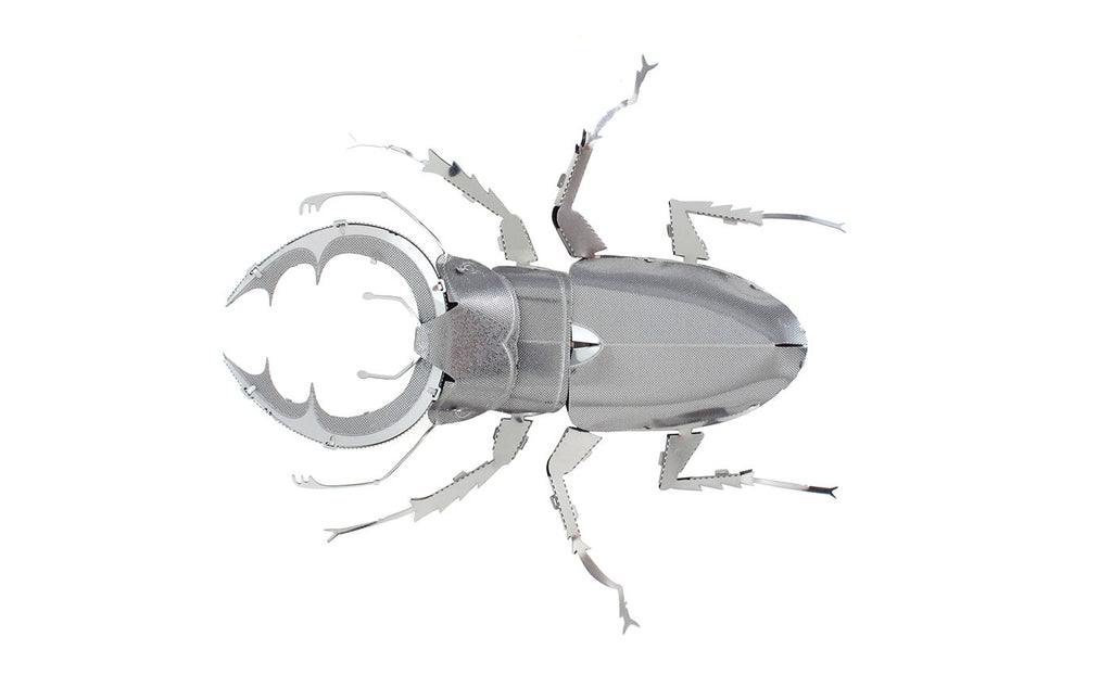 Stag Beetle